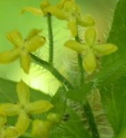 Cruciata laevipes (przytulinka krzyżowa)