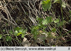Geranium pusillum (bodziszek drobny)
