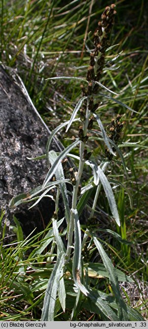 Gnaphalium sylvaticum (szarota leśna)