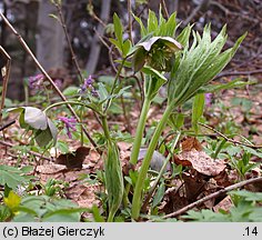 Helleborus purpurascens (ciemiernik czerwonawy)