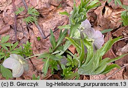 Helleborus purpurascens (ciemiernik czerwonawy)