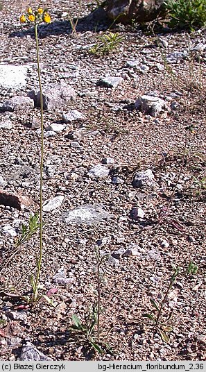Hieracium floribundum (jastrzębiec kwiecisty)