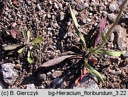 Hieracium floribundum (jastrzębiec kwiecisty)
