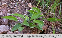 Hieracium murorum (jastrzębiec leśny)