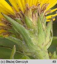 Inula ensifolia (oman wąskolistny)