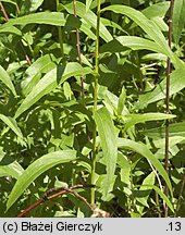 Inula salicina (oman wierzbolistny)