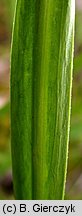Lathyrus sylvestris (groszek leśny)
