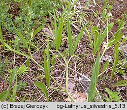 Lathyrus sylvestris (groszek leśny)