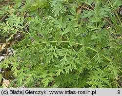 Libanotis pyrenaica (oleśnik górski)