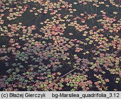 Marsilea quadrifolia (marsylia czterolistna)