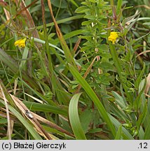 Melampyrum sylvaticum (pszeniec leśny)