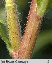 Oenothera rubricaulis (wiesiołek czerwonołodygowy)