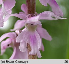 Orchis mascula ssp. signifera (storczyk męski nakrapiany)