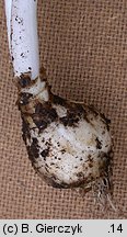 Ornithogalum boucheanum (śniedek Bouchego)