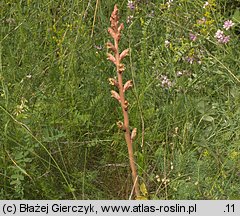 Orobanche alba (zaraza macierzankowa)