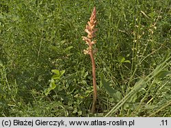 Orobanche alba (zaraza macierzankowa)