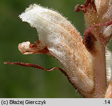 Orobanche caryophyllacea (zaraza przytuliowa)