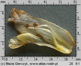 Orobanche picridis (zaraza goryczelowa)