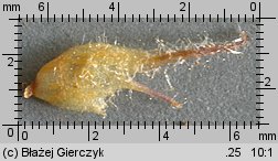 Orobanche picridis (zaraza goryczelowa)