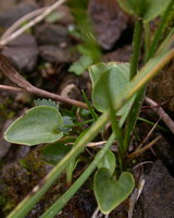 Parnassia palustris (dziewięciornik błotny)