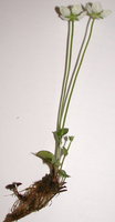 Parnassia palustris (dziewiÄ™ciornik bÅ‚otny)