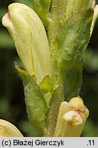 Pedicularis sceptrum-carolinum (gnidosz krÃ³lewski)