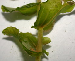Potamogeton perfoliatus