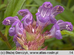 Prunella grandiflora (gÅ‚owienka wielkokwiatowa)