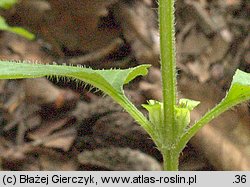 Prunella vulgaris (gÅ‚owienka pospolita)