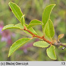 Cerasus fruticosa (wiśnia karłowata)