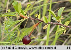 Cerasus fruticosa (wiÅ›nia karÅ‚owata)