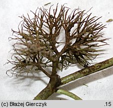 Ranunculus trichophyllus (jaskier skÄ…poprÄ™cikowy)