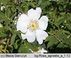 Rosa agrestis