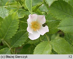 Rosa agrestis var. schulzei (rÃ³Å¼a rolna odm. Schulza)
