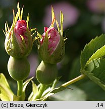 róża dzika forma bezcierniowa (Rosa canina f. inermis)