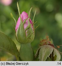 Rosa canina f. inermis (róża dzika forma bezcierniowa)