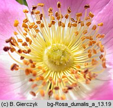 Rosa dumalis (róża sina)
