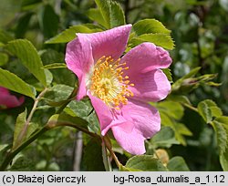 Rosa dumalis (rÃ³Å¼a sina)