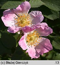 Rosa inodora (róża eliptyczna)