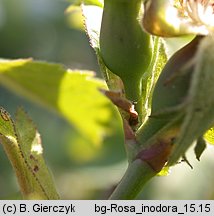 Rosa inodora (rÃ³Å¼a eliptyczna)