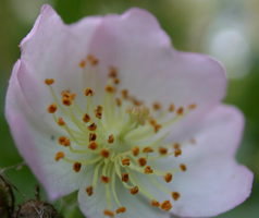 Rosa multiflora (róża wielokwiatowa)