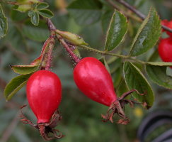 Rosa rubiginosa (rÃ³Å¼a rdzawa)