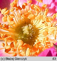 Rosa sherardii (róża zapoznana)