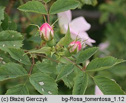 Rosa tomentosa (róża kutnerowata)