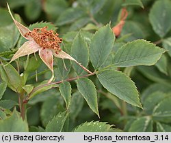 Rosa tomentosa (róża kutnerowata)
