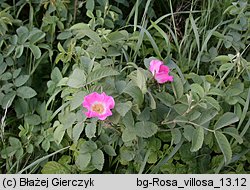 Rosa villosa (róża jabłkowata)