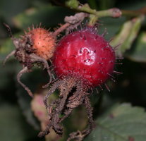 Rosa villosa (rÃ³Å¼a jabÅ‚kowata)