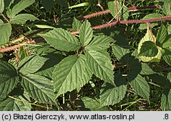 Rubus apricus (jeżyna słoneczna)