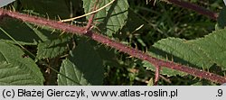 Rubus apricus (jeżyna słoneczna)