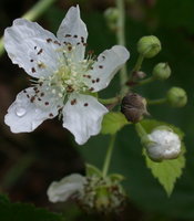Rubus caesius (jeżyna popielica)